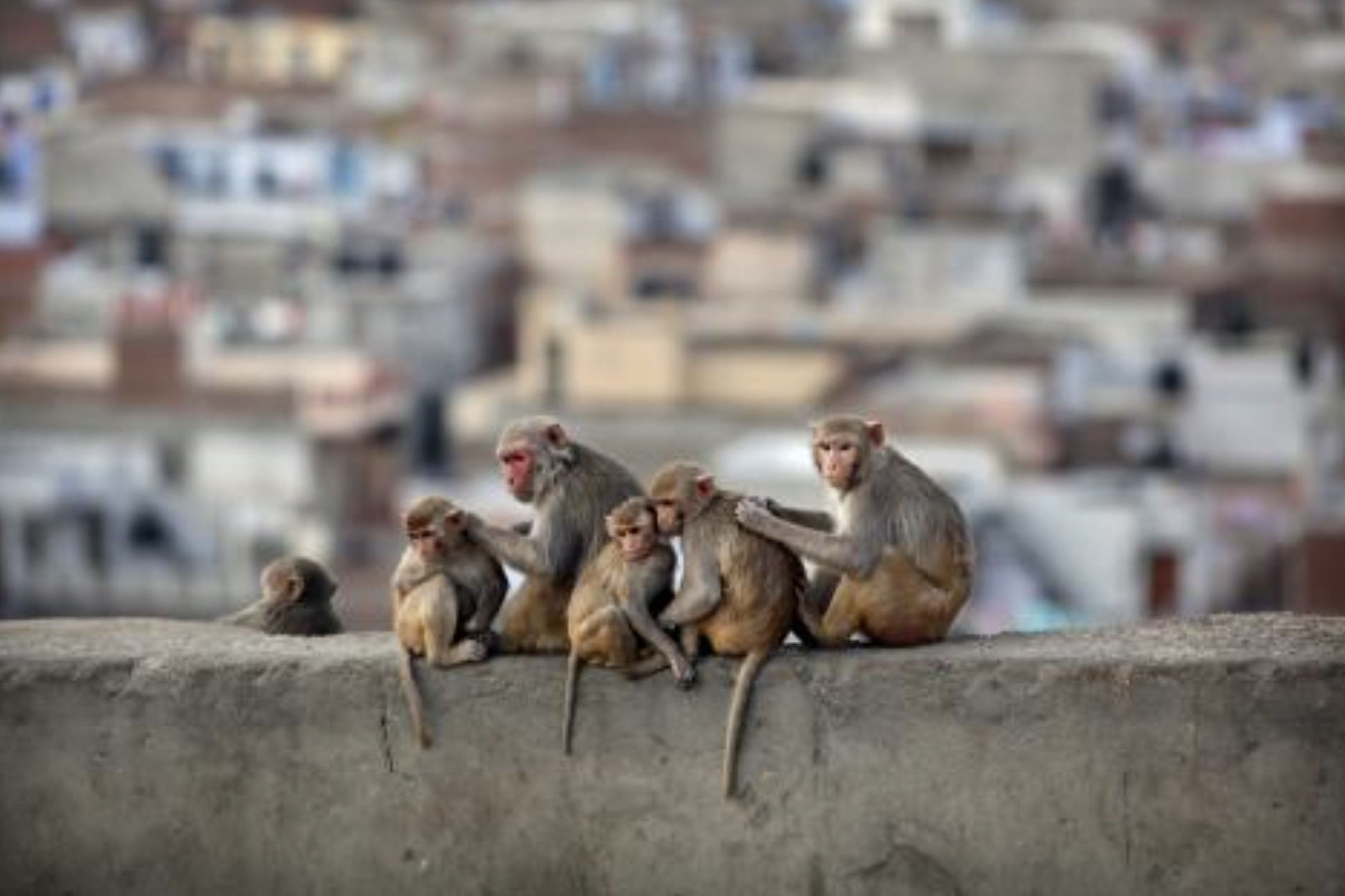 30 Pics Showing The Unstoppable Monkeyfication of Our Cities 